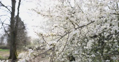 The bee flies and sits on the cherry blossoms in the garden in the spring Stock Footage 130434663