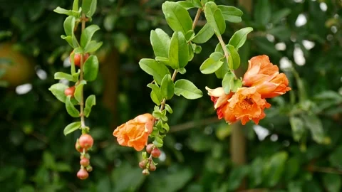 A bee flies around beautiful blooming orange pomegranate flowers, collects 库存影片 134544652