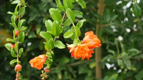 A bee flies around beautiful blooming orange pomegranate flowers, collects Stock Footage 134547179