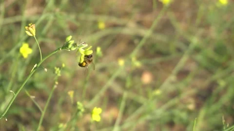 Bee flies around small yellow flowers and collects pollen Stock Footage 138568896