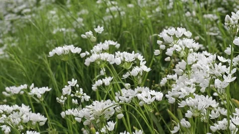 Bee flies around the white flowers of garlic attracted by the smell of spring Stock Footage 271132792