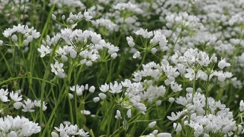 Bee flies around the white flowers of garlic attracted by the smell of spring Stock Footage 271197611