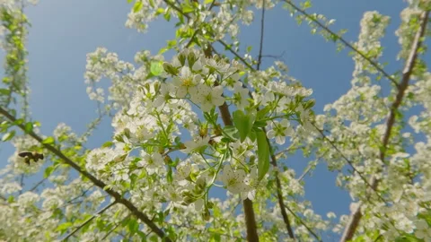 Bee flies around white flowers collecting nectar from them and pollinating the Stock Footage 308090853