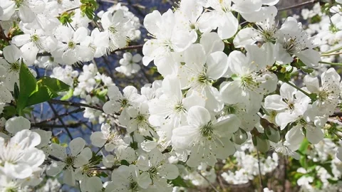 A bee flies behind a branch full of blooming flowers, in slow motion Vídeos de archivo 271531103