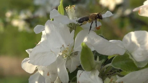 Bee flies between flowers. Apple tree pollination. Slow motion, 480 fps Stock Footage 123162116