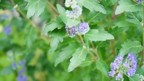 Bee flies on a blue flower in strong wind Stock Footage 115240195