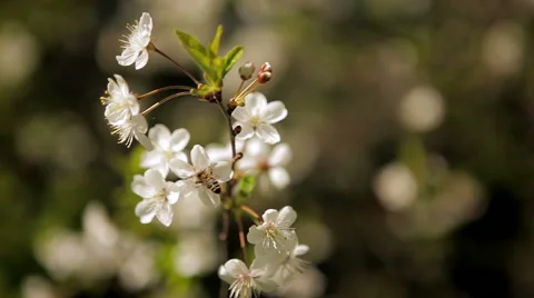 Bee flies cherry blossoms Stock Footage 50491420