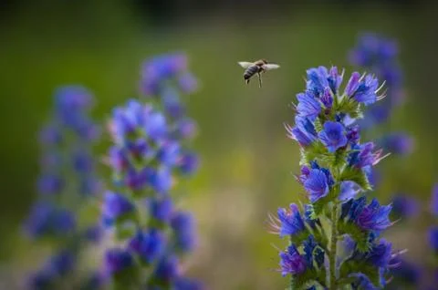 The bee flies to collect nectar. Stock Photos