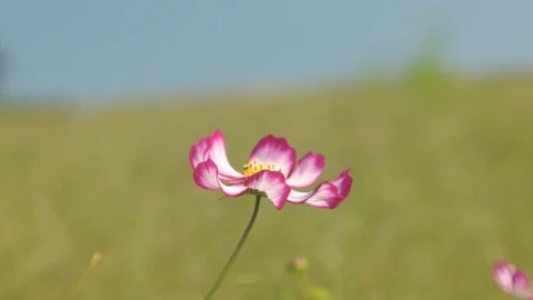 Bee flies on a Daisy flower Video stock 91409588