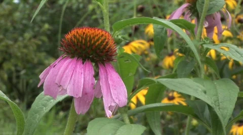 Bee flies on echinacea flower Stock Footage 845917