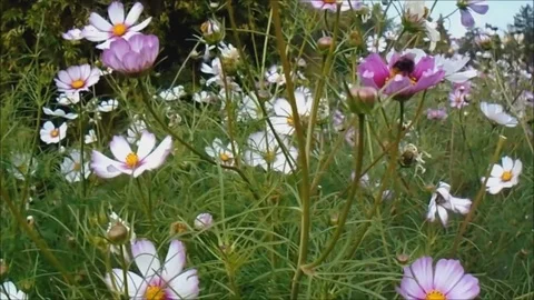 Bee flies from flower to flower 動画素材 73080943