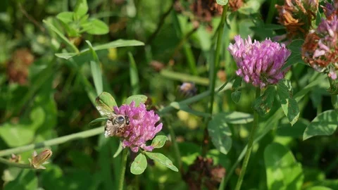 The bee flies from a flower on a flower. Video stock 116651391