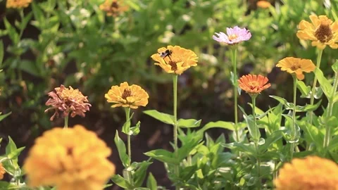  bee flies from flower to flower Stock Footage 158012316