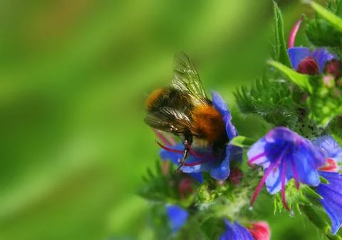A bee flies from flower to flower Stock Photos