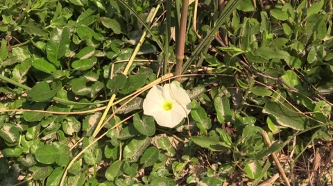 Bee Flies into Flower Stock Footage 40324967