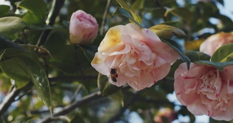 Bee flies on flower Stock Footage 204414149