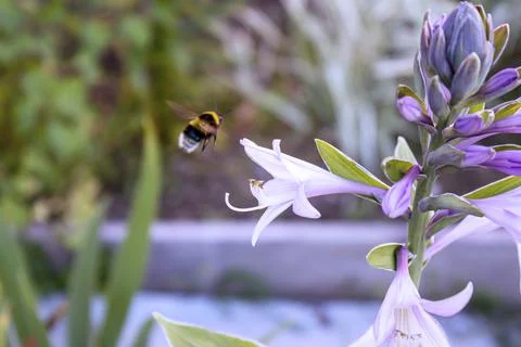 A bee flies up to flower Stock Photos