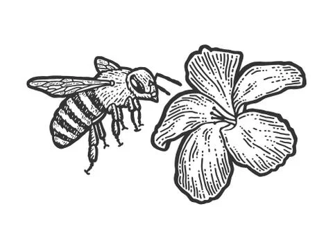 A bee flies to a flower. Scratch board imitation. Black and white hand drawn Stock Illustration
