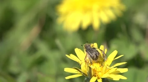 Bee flies from flower slow motion.mp4 Stock Footage 49485956
