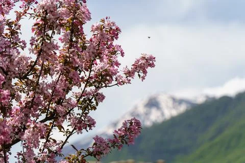 A bee flies up to flowering cherry tree against backdrop of snowy mountain Foto stock
