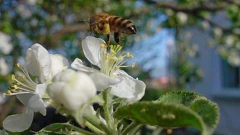 The bee flies to the flowers of the apple tree. Stock Footage 131188304