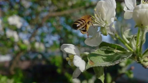 The bee flies to the flowers of the apple tree. Stock Footage 131188322