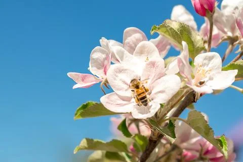 A bee flies on the flowers of an apple tree close-up against the blue sky Stock Photos