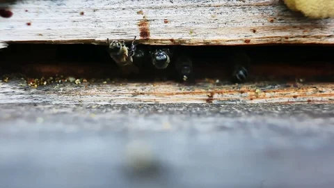 Bee flies into the hive Stock Footage 70164917