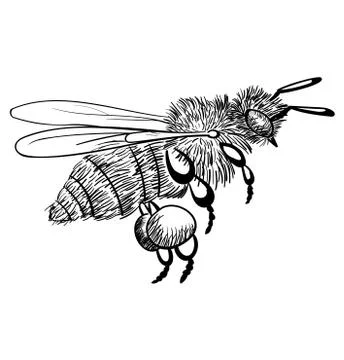 Bee flies isolated on a white background. black monochrome illustration of a Illustrazione stock
