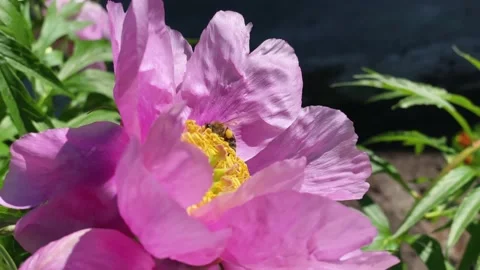 A bee flies to a large pink flower with a yellow center. Stock Footage 155276013