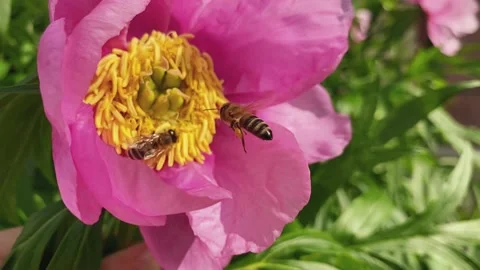 A bee flies to a large pink flower with a yellow center. Stock Footage 155276035
