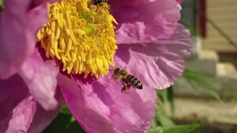 A bee flies to a large pink flower with a yellow center. Stock Footage 155276097
