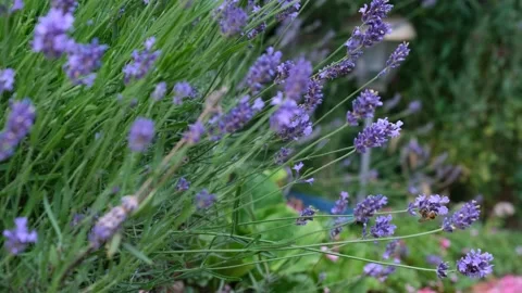A bee flies to lavender flowers Stockbeeldmateriaal 221375268