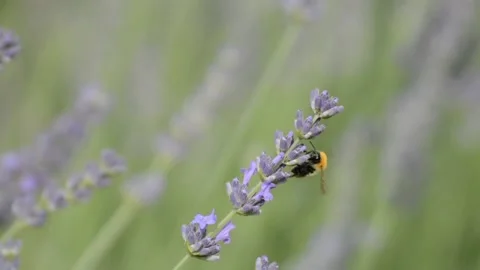 Bee flies on lavender 库存影片 144218471