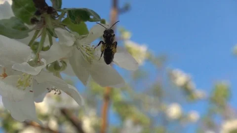Bee flies near the apple tree against blue sky. Slow motion, 480 fps Stock Footage 123162017