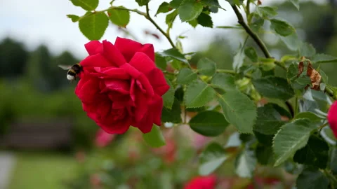 A bee flies near a red rose Video stock 201054599