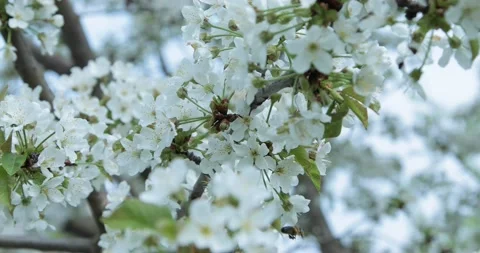 A bee flies near the white cherry flowers Stock Footage 153998467