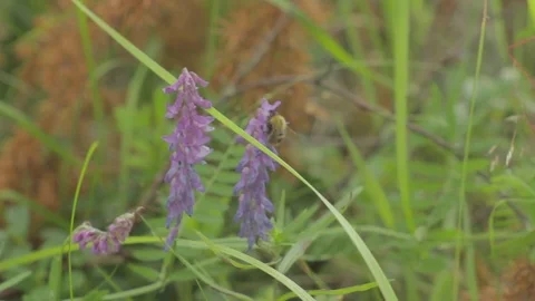 Bee flies from one flower to another. Close up Vidéo 80929393