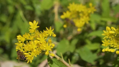 The bee flies from one flower to another Stock Footage 94485557