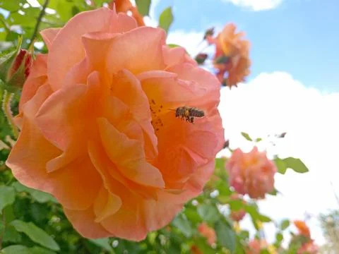 A bee flies into an open rose bud to pollinate and collect nectar Stock Photos