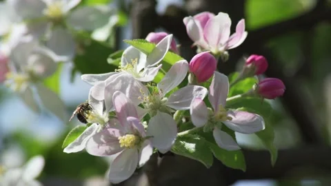 Bee flies over a blossoming Apple tree Stock Footage 154208161