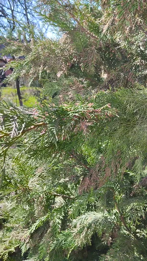 A bee flies over the branches of a conifer tree and the pollen disperses. Stock Footage 335009841