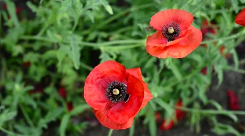Bee flies over the flower Video stock 64380821
