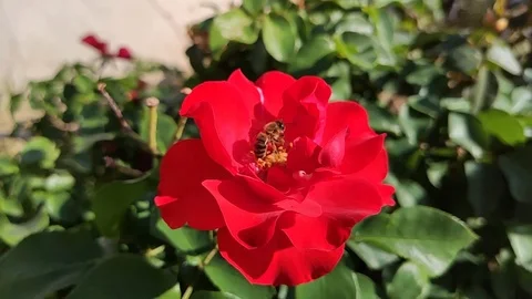 A bee flies over a red rose. A bee collecting nectar Stock Footage 119712116