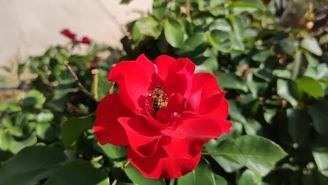 A bee flies over a red rose. A bee collecting nectar Stock Footage 119712157