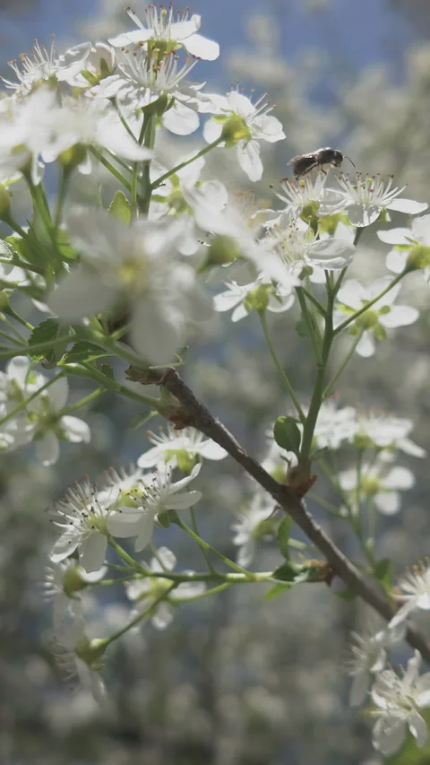 Bee flies over small white flowers of blooming Mahaleb cherry or St Lucie cherry Stock Footage 327974328