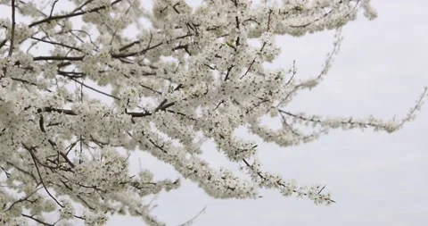 Bee flies over white branches of cherry blossoms in a bare spring park Stock Footage 130434116