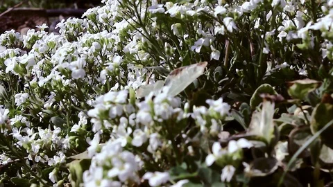 Bee flies over white flowers in the garden Stock Footage 107100520