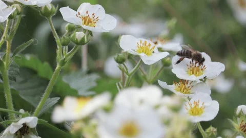 Bee flies over white, spring flowers and pollinates them Stock Footage 115571976