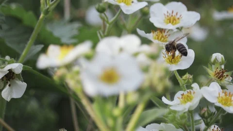 Bee flies over white, spring flowers and pollinates them 動画素材 115822759